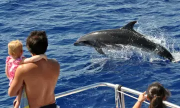 Vistas de delfines saltando desde la borda del barco. 