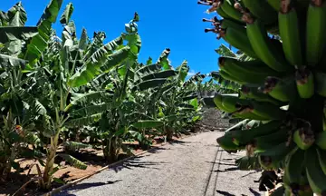 Plantación de plátanos en el Mundo del Plátano en Arucas, Gran Canaria