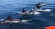 Delfines salvajes surcando las aguas de Arrábida.