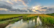 La Albufera de Valencia y largos campos de arroz