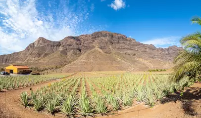 Plantación de aloe vera en Gran Canaria, uno de los tesoros naturales de los que presume la isla en su terreno.