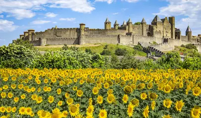 Campo de girasoles frente a la ciudadela medieval de Carcasona en un día de verano soleado.