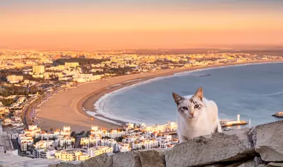 Una panorámica de Agadir con un gato curioso en primer plano, observando la ciudad desde las alturas.