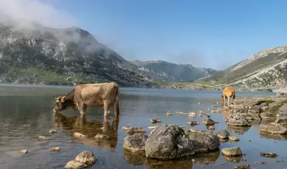 Vacas bajan a beber a los Lagos de Covadonga, Picos de Europa