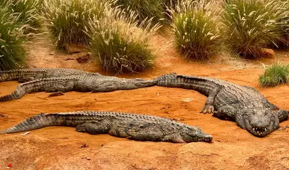 Crocoparc Agadir alberga más de 300 cocodrilos en un entorno natural lleno de jardines y senderos.